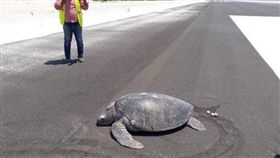 綠蠵龜,跑道,產卵,機場,馬爾地夫,繁殖,動物,居所,侵占,　圖／翻攝自推特　