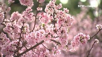 花開近八成！天元宮吉野櫻粉紅爆發