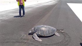 大自然,馬爾地夫,綠蠵龜,產卵,機場
