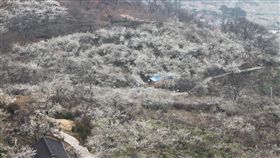 韓國,梅花村。（圖／記者馮珮汶攝）