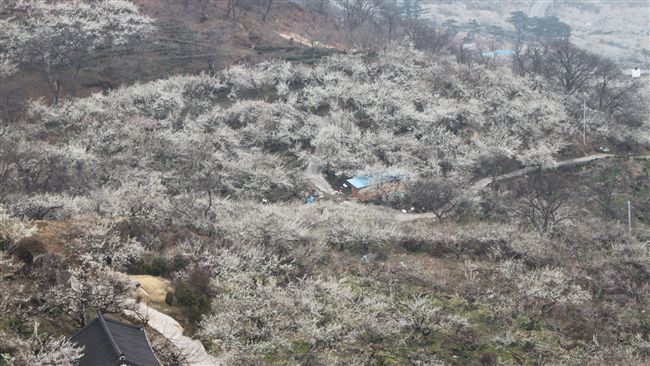 韓國這片雪白梅景　每年吸百萬遊客