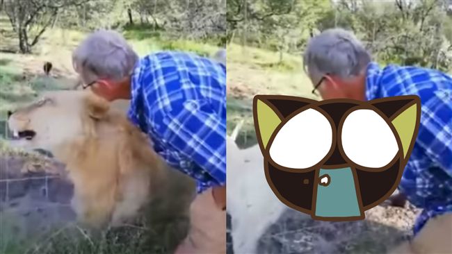 男把獅子當貓！結果…手臂險遭扯下