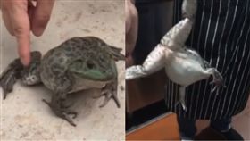 牛蛙突然「學喵叫」　20年大廚嚇到不敢殺（圖／翻攝自梨視頻）