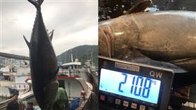 （圖／翻攝畫面）宜蘭,蘇澳,第一鮪,黑鮪魚