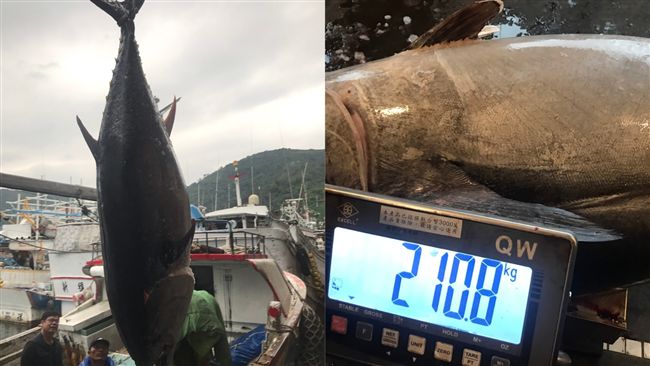 全台第一鮪釣起來啦！以147萬拍出