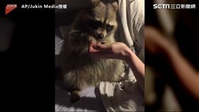 浣熊奮力伸手討食 張大口猛吃萌翻網友