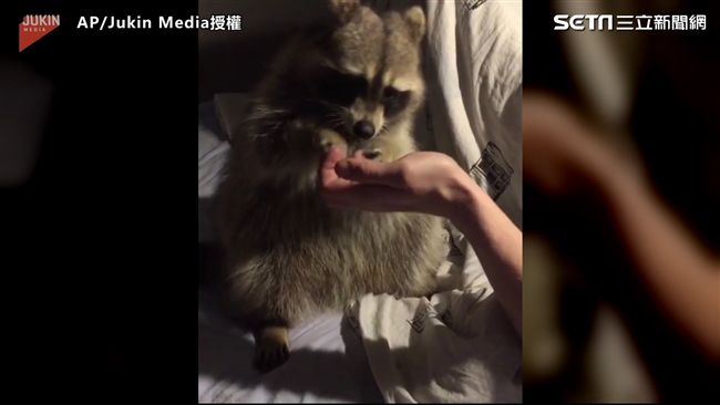 浣熊伸手討食　張大口猛吃萌翻網友
