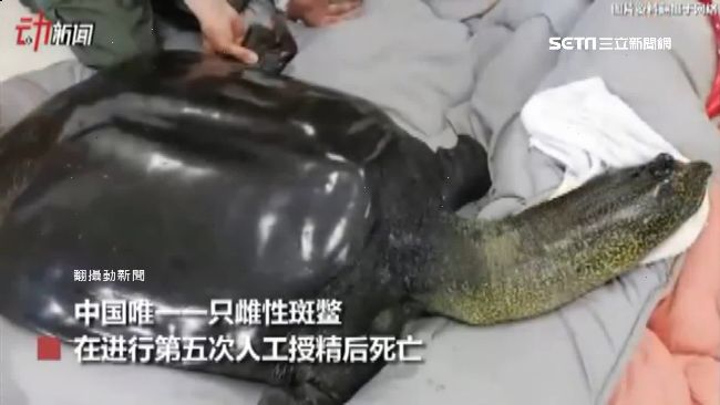 雌斑鱉絕種了！大陸動物園又成豬隊友