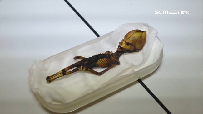 外星人死胎？智利沙漠現詭異人形骨骸