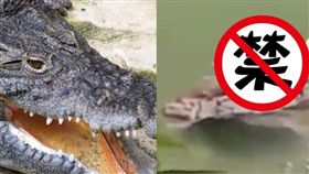 鱷魚,巴西,人腿,恐怖,河邊
https://www.flickr.com/photos/sgsprzem/3512844362/in/photolist-9um8Rp-bo2Dwe-bsVuHt-br3Dpd-bzTr4U-a32zyZ-emumpk-QbPp-mjv88W-394gop-pvYKtz-2P6Uwo-jU3QE-qwaqJs-BKGtS-X8juuF-duqVB-9BJU68-6