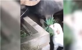 你有看過《狗狗猩猩大冒險》嗎？日本知名節目拍出不同動物間的感人友情，而在印度的旁遮普邦也出現了一隻狗狗和水牛，雙方互動超友愛，讓不少人看了都影片都直呼「超暖心」！（圖/
翻攝自Viral Dudee YouTube）
