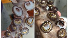 魷魚腳藏「小金牙」，網友密集恐懼症爆發。（圖／翻攝自XXX）