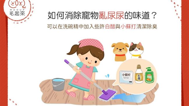 喵汪尿滿屋要怎除臭？快來試試這招