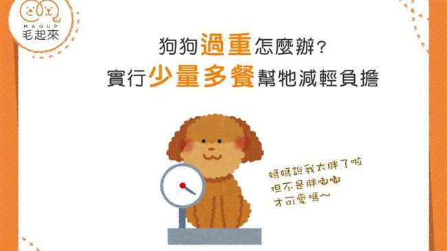 毛小孩過重怎麼辦？少量多餐減負擔
