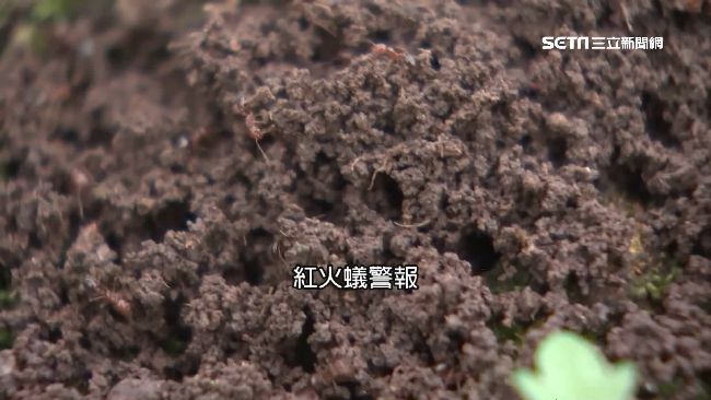 北台灣紅火蟻失控！一里九成居民被咬
