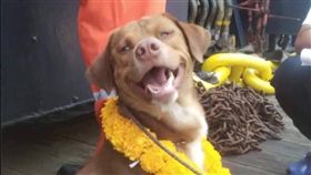 泰國一名鑽油工人維帝沙（Vitisak Payalaw）在工作時，意外發現海上有個不明物體在扭動，仔細一看，竟然是一隻「小狗」在海裡。（圖／翻攝自Vitisak Payalaw臉書）