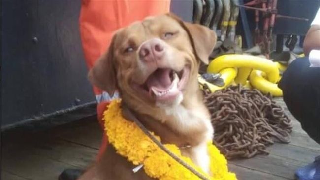 海上漂2百多公里　狗狗獲救後燦笑！