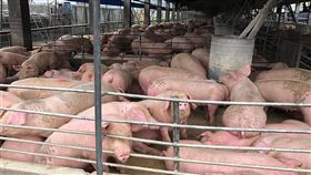 高雄市政府輔導並補助畜牧業者建置沼氣發電設備，已有3間畜牧業者化豬糞為綠能，每年發電量約370萬度，可說一舉兩得。（高雄市農業局提供）中央社記者王淑芬傳真　108年4月16日