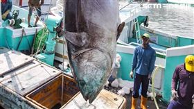 2019,屏東第一鮪,潘孟安,滿大豐2號,第一鮪,東港,黑鮪魚
圖／潘孟安臉書