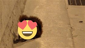 花蓮,太魯閣,白面鼯鼠,九曲洞隧道。翻攝畫面