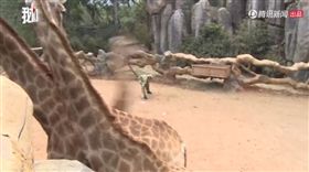 雲南動物園，長頸鹿，撒鈔票。(圖/翻攝自騰訊視頻)