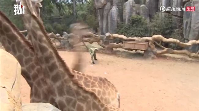 土豪撒鈔票餵長頸鹿　動物園急尋金主