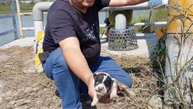 台灣動物緊急救援小組14日到高雄永安區海邊進行流浪犬節育任務時，發現一隻狗媽媽在路上對著車輛狂吠，志工發現有異前往查看，聽到電線桿下方的水泥縫中傳出受困小狗哀哀叫聲，立即取出鑿子動手挖掘，小心翼翼敲開水泥和碎石，成功救出受困小狗。（台灣動物緊急救援小組提供）中央社記者陳朝福傳真 108年4月15日
