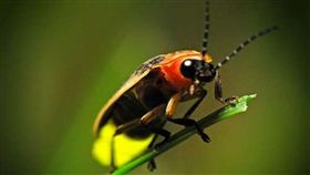 台北市政府今年跨局處舉辦螢火蟲季，相關系列活動14日起跑至5月5日止，市區內許多公園都有螢火蟲復育棲地，像大安森林公園、木柵公園、榮興華園公園等處皆可賞螢。（動保處提供）中央社記者劉建邦傳真 108年4月14日