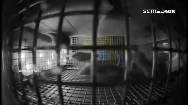 小老鼠太空體驗微重力　繞圈超逗趣