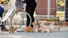 ▲一整群的小兔兔是大久野島上最萌的風景（圖／shutterstock.com）
