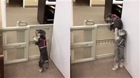 雪納瑞,柵欄,翻牆（圖／翻攝自Storyful Rights Management YouTube）