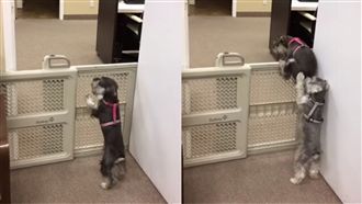 雪納瑞賣力推屁屁　助夥伴翻牆超萌