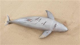 馬祖又見死亡海豚（2）海巡署金馬澎分署岸巡隊24日在南竿復興灘岸發現一隻死亡海豚，經連江縣政府研判為露脊鼠海豚，長度約130公分、寬度約50公分，已將海豚屍體就地掩埋。（馬祖岸巡隊提供）中央社　108年3月24日