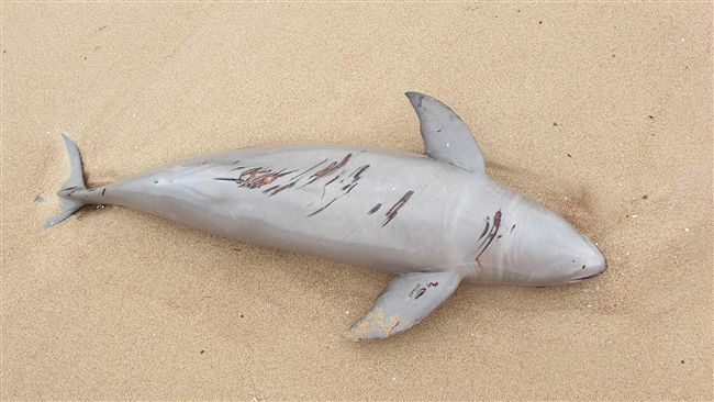 馬祖頻傳鯨豚死亡　縣府推動保育觀測