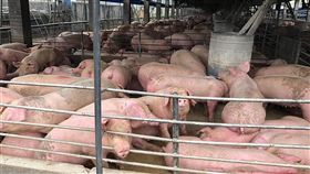 高雄市政府輔導並補助畜牧業者建置沼氣發電設備，已有3間畜牧業者化豬糞為綠能，每年發電量約370萬度，可說一舉兩得。（高雄市農業局提供）中央社記者王淑芬傳真　108年4月16日