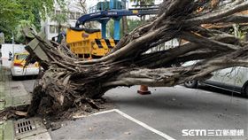 台北地檢署,路樹,倒榻,地震。潘千詩攝影