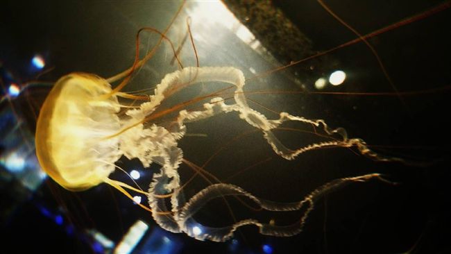 海生館復育　太平洋海刺水母搶眼登場