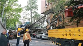 司法新廈旁老樹傾倒　殃及路邊停放轎車花蓮地區18日下午1時1分發生芮氏規模6.1地震，台北市震度達4級，台北司法新廈旁一棵老樹疑似受地震影響，下午4時許突然傾倒，波及一輛轎車，台北市工務局獲報派員到場處理。中央社記者蕭博文攝　108年4月18日