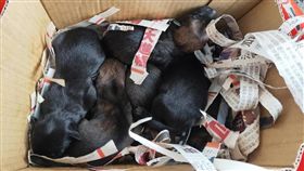 幼犬遭棄水溝。(圖/翻攝自臉書)