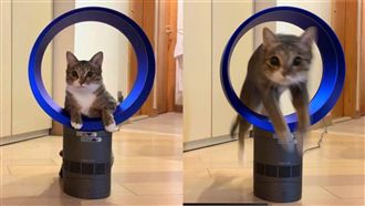 萌貓完美示範「跳火圈」！網友全驚呆