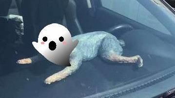 媽咪替毛孩做生日木雕　成品嚇壞女兒