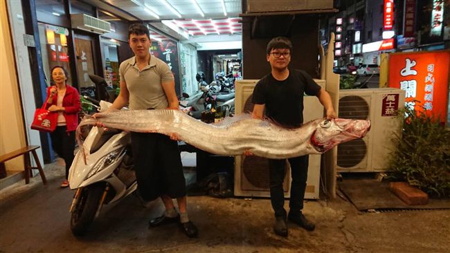 預知強震全靠牠！深海地震魚大量現身