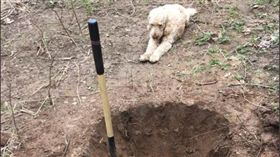 安樂死前一刻！狗狗含淚看主人「挖墳墓」...獸醫急告知：是誤診（圖／翻攝自推特）
https://reurl.cc/pKVVQ