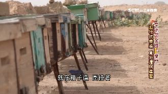 葉門遊牧式養蜂　產出世上最貴蜂蜜