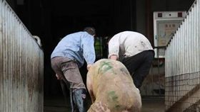廣西爆發非洲豬瘟 圖翻攝自今報