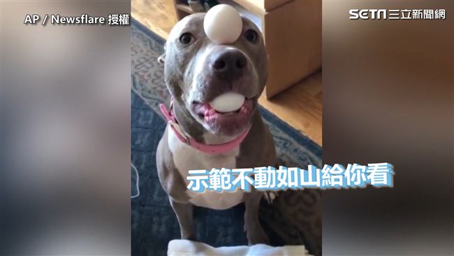 汪星人頂上功夫嚇嚇叫！連球也可以