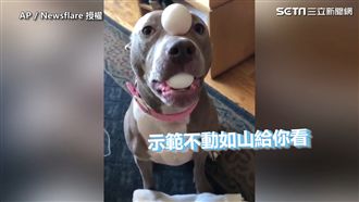 汪星人頂上功夫嚇嚇叫！連球也可以