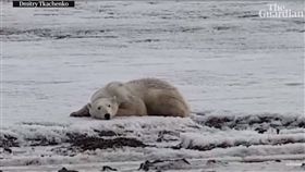 影／北極熊為覓食漂流700公里　暴瘦不成熊樣網友不捨
圖／翻攝自Guardian News YouTube
https://www.youtube.com/watch?v=m0GbcTuG4gU