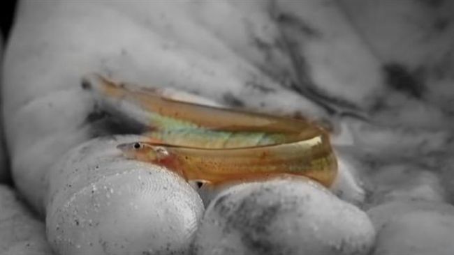 怪魚聞尿猛鑽下體　狂嗑男人體內組織