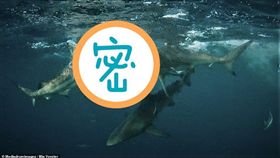 鯊魚,南非,吞 （圖／翻攝自推特RawOceans）